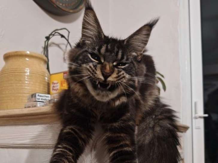 1 chatte Maine Coon LOOF à vendre, femelle née en 2024