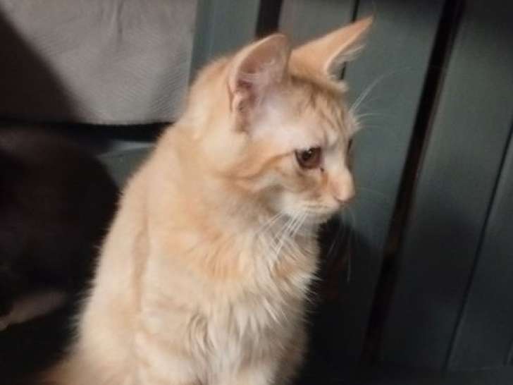 2 chatons des Forêts Norvégiennes non-LOF à vendre, mâles de mai 2025