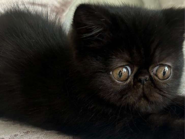 1 chaton Exotic Shorthair LOOF à vendre, mâle de juillet 2025