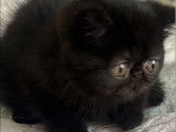 1 chaton Exotic Shorthair LOOF à vendre, mâle de juillet 2025