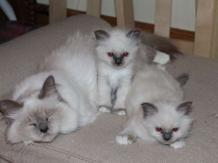 2 chatons Sacrés de Birmanie LOOF à vendre
