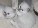 chatons sacré de birmanie