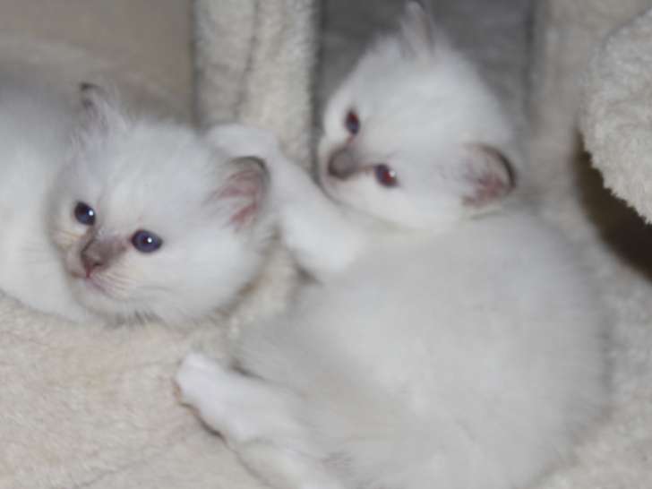 chatons sacré de birmanie