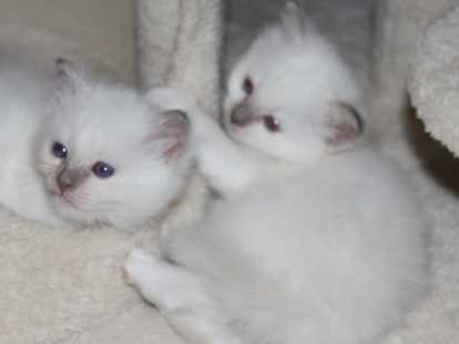 chatons sacré de birmanie