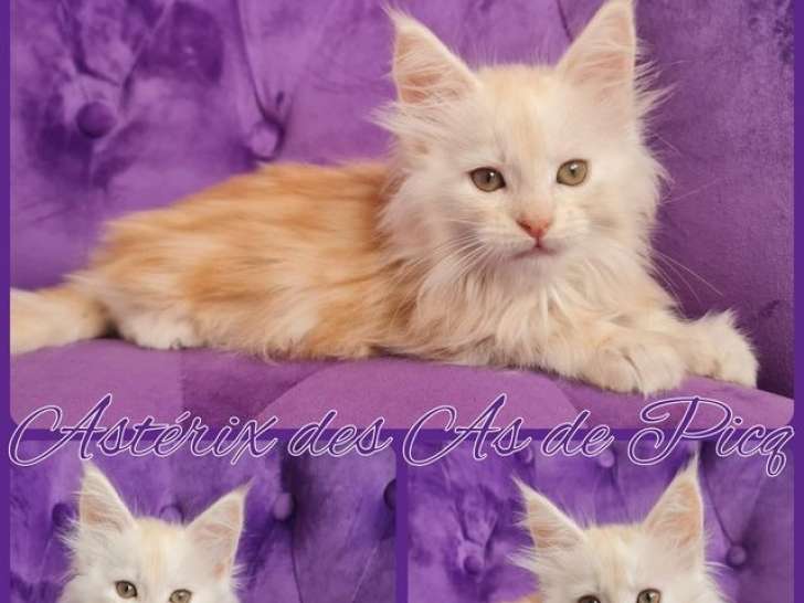 2 chatons Maine Coon LOOF à réserver, mâles de juillet 2025