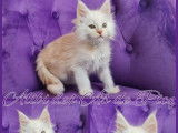 2 chatons Maine Coon LOOF à réserver, mâles de juillet 2025