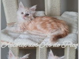 2 chatons Maine Coon LOOF à réserver, mâles de juillet 2025