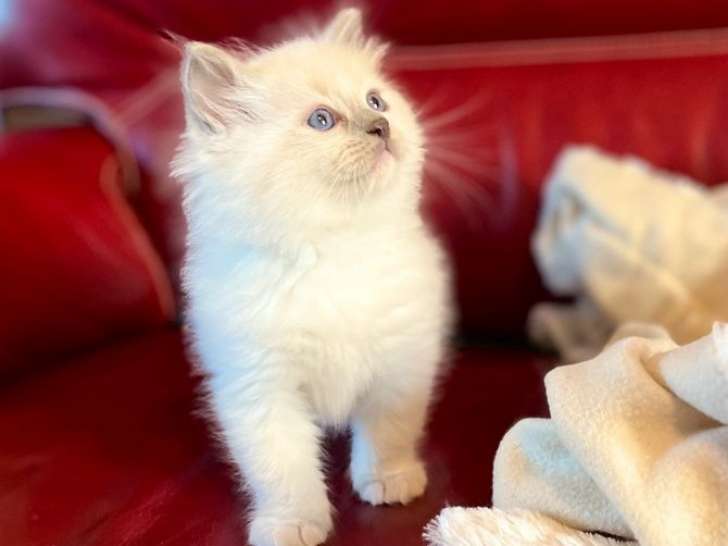 2 chatons Ragdolls LOOF à réserver, blue point d'août 2025