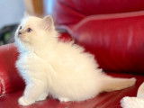 2 chatons Ragdolls LOOF à réserver, blue point d'août 2025