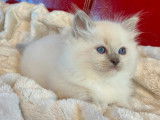 2 chatons Ragdolls LOOF à réserver, blue point d'août 2025