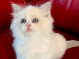 2 chatons Ragdolls LOOF à réserver, blue point d'août 2025