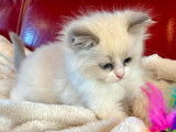 2 chatons Ragdolls LOOF à réserver, blue point d'août 2025