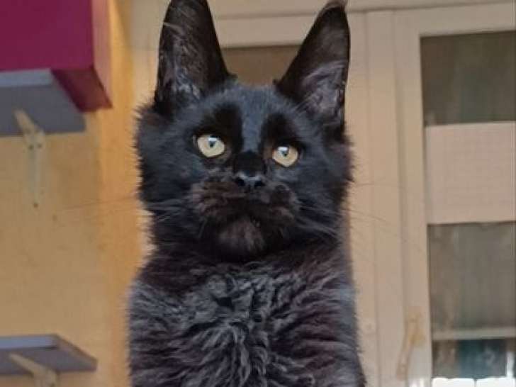 1 chaton Maine Coon LOOF à vendre, mâle red ticked tabby d'avril 2025