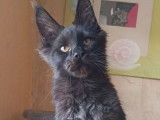 1 chaton Maine Coon LOOF à vendre, mâle red ticked tabby d'avril 2025