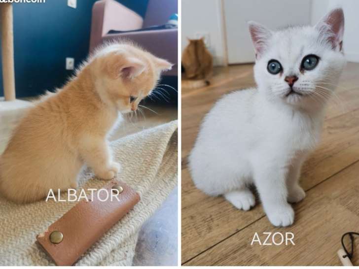 2 chatons British Shorthairs LOOF à réserver, mâles d'août 2025