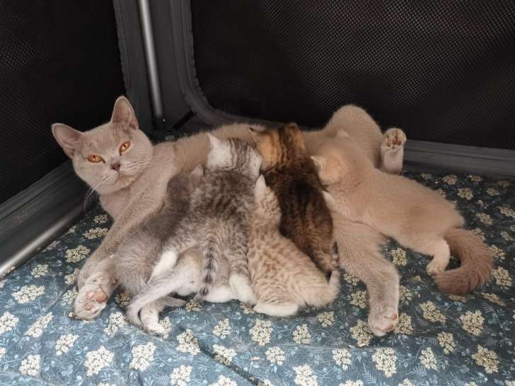 Chatons British Shorthairs LOOF à réserver, portée de septembre 2025