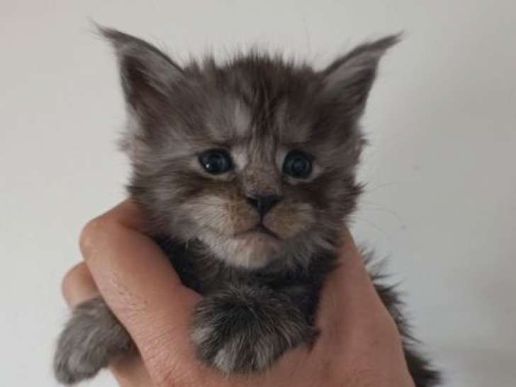 4 chatons Maine Coons à réserver, silver shaded de septembre 2025
