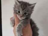 4 chatons Maine Coons à réserver, silver shaded de septembre 2025