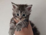 4 chatons Maine Coons à réserver, silver shaded de septembre 2025