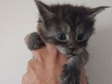 4 chatons Maine Coons à réserver, silver shaded de septembre 2025