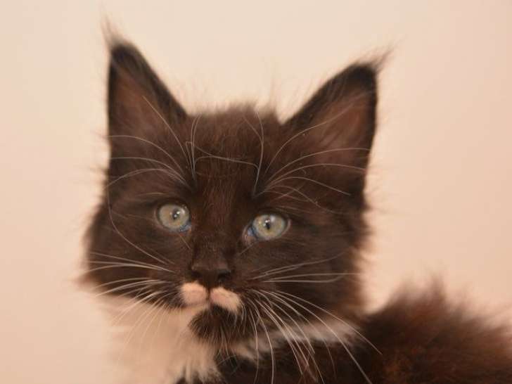 2 chatons Maine Coons LOOF à réserver, femelles d'août 2025