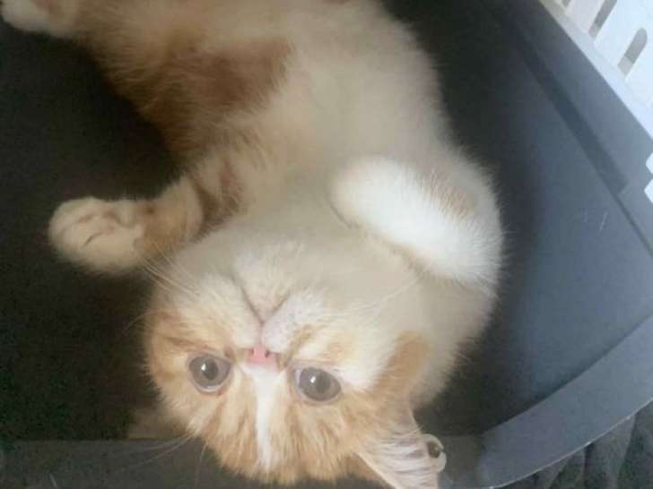 1 chaton Exotic Shorthair LOOF à vendre, femelle de mai 2025