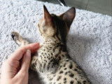 2 chatons Savannahs LOOF à réserver, brown spotted tabby d'août 2025