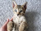 2 chatons Savannahs LOOF à réserver, brown spotted tabby d'août 2025