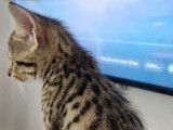 2 chatons Savannahs LOOF à réserver, brown spotted tabby d'août 2025