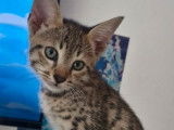 2 chatons Savannahs LOOF à réserver, brown spotted tabby d'août 2025