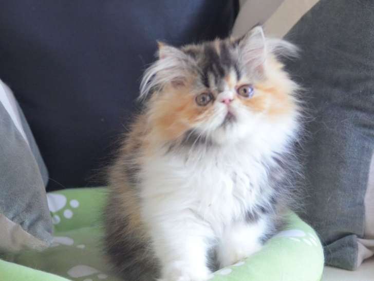 Chatons Persans LOOF à vendre, femelle et mâle de juillet 2025