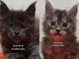 Réservation ouverte pour 2 chatons mâles Maine Coons LOOF bleu smoke de septembre 2025