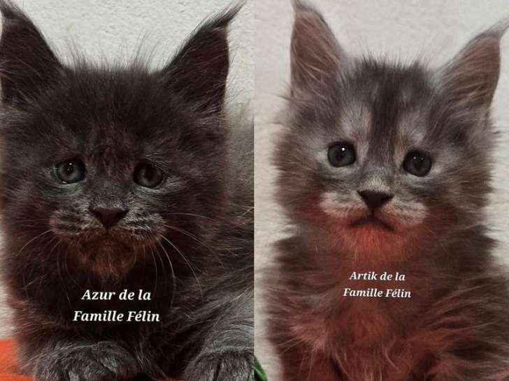 Réservation ouverte pour 2 chatons mâles Maine Coons LOOF bleu smoke de septembre 2025