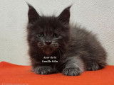 Réservation ouverte pour 2 chatons mâles Maine Coons LOOF bleu smoke de septembre 2025