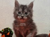 Réservation ouverte pour 2 chatons mâles Maine Coons LOOF bleu smoke de septembre 2025