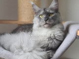 Réservation ouverte pour 2 chatons mâles Maine Coons LOOF bleu smoke de septembre 2025