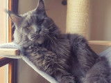 Réservation ouverte pour 2 chatons mâles Maine Coons LOOF bleu smoke de septembre 2025