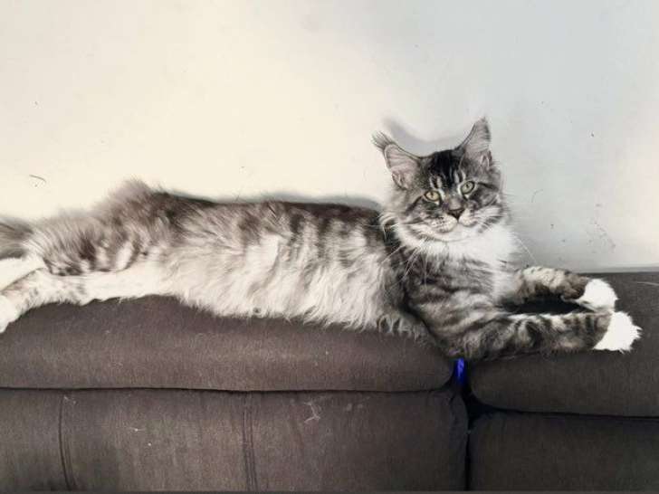 1 chat Maine Coon LOOF disponible pour saillie