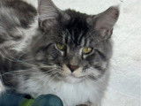 1 chat Maine Coon LOOF disponible pour saillie