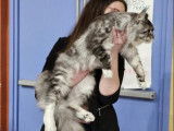 1 chat Maine Coon LOOF disponible pour saillie