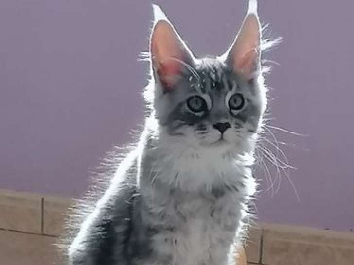 2 chatons Maine Coons LOOF à vendre, femelle et mâle de juin 2025
