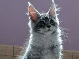 2 chatons Maine Coons LOOF à vendre, femelle et mâle de juin 2025