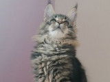 2 chatons Maine Coons LOOF à vendre, femelle et mâle de juin 2025