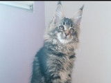 2 chatons Maine Coons LOOF à vendre, femelle et mâle de juin 2025