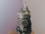 2 chatons Maine Coons LOOF à vendre, femelle et mâle de juin 2025