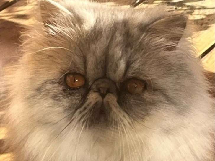 Disponible à la saillie : un chat Persan LOOF