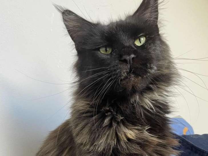 À vendre, 1 chatte Maine Coon LOOF de 2022