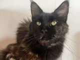 À vendre, 1 chatte Maine Coon LOOF de 2022