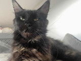 À vendre, 1 chatte Maine Coon LOOF de 2022