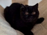 1 chatonne British Shorthair LOOF à vendre, de juin 2025